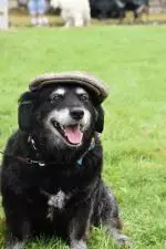Oliver - In sutible attire.JPG